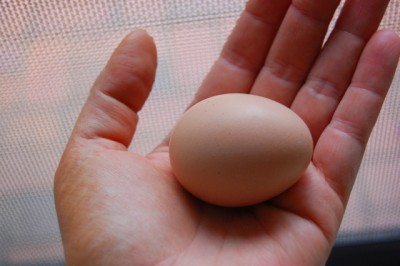 First_egg